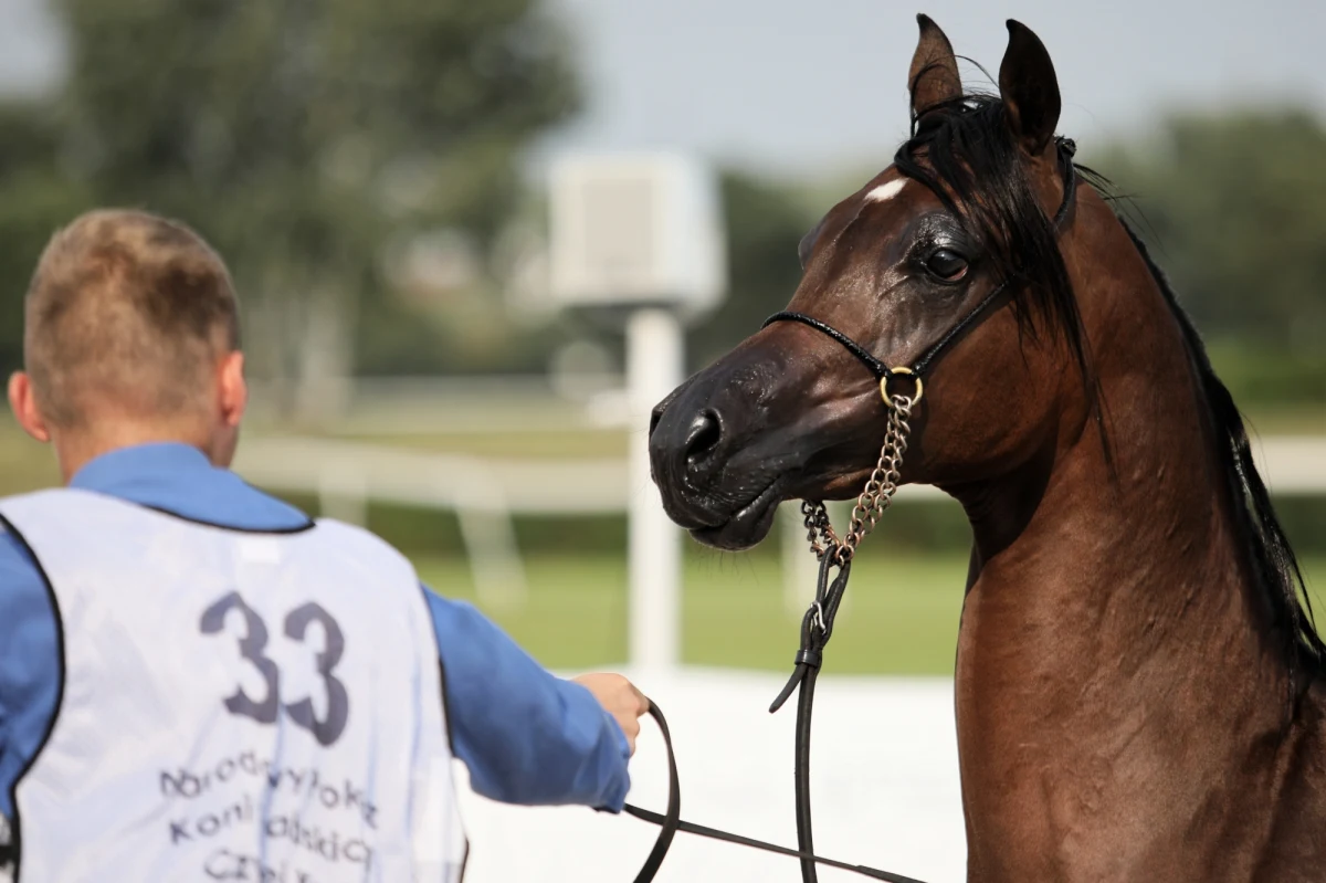 "Decyzja o wejściu do nowej rady do spraw koni była jedną z najtrudniejszych w moim życiu" - przekonuje w rozmowie z reporterem RMF FM Anna Stojanowska. Była specjalistka do spraw hodowli koni arabskich w Agencji Nieruchomości Rolnych, przyjęła zaproszenie do współpracy z ministrem rolnictwa Janem Krzysztofem Ardanowskim. 