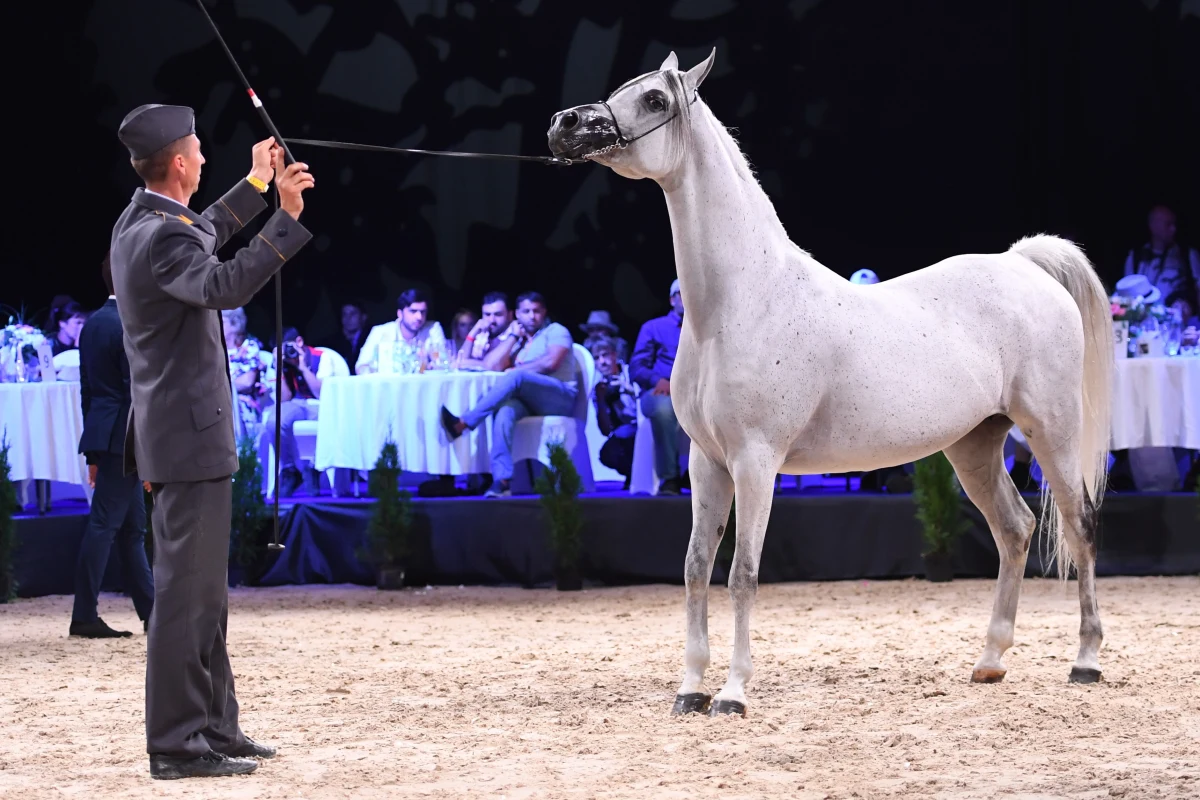 Była główna specjalistka do spraw hodowli koni arabskich w Agencji Nieruchomości Rolnych wypowiedziała się bardzo krytycznie o wynikach niedzielnej aukcji Pride of Poland w Janowie Podlaskim. "To już nawet nie jest upadek, to jest dno" - mówi w rozmowie z RMF FM Anna Stojanowska.