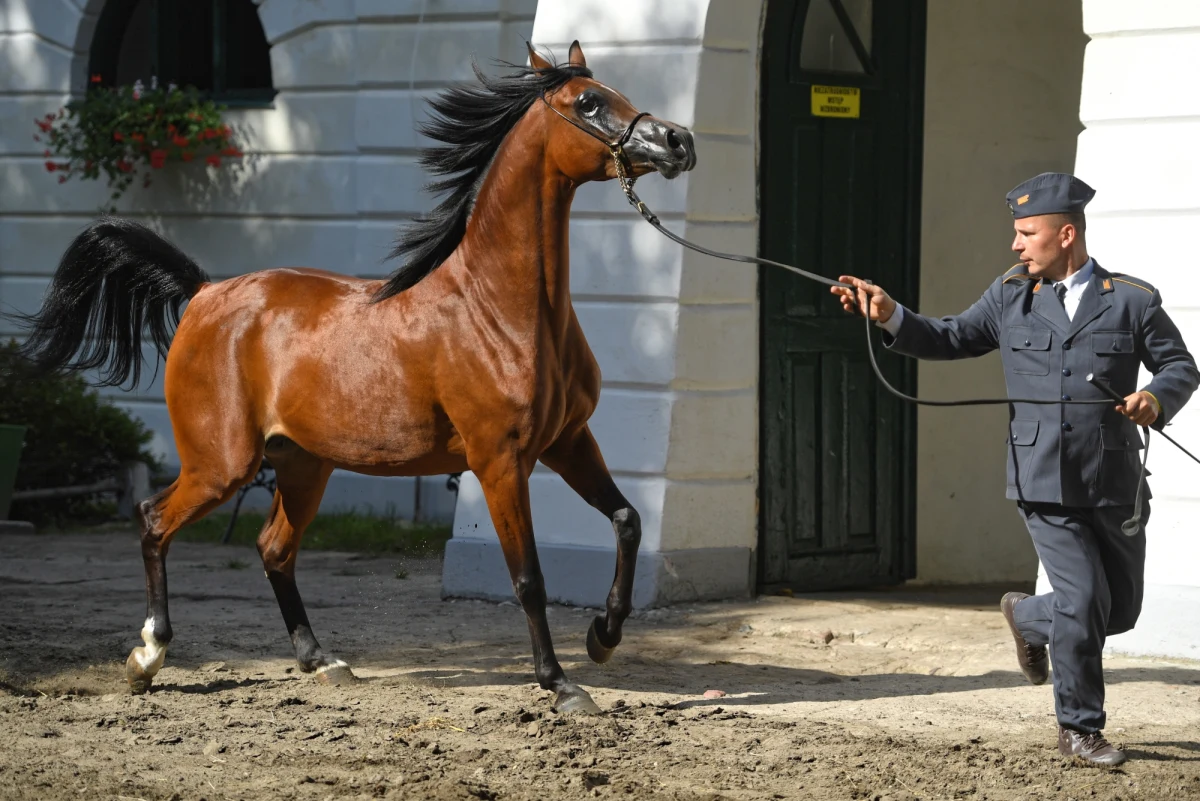 Organizatorzy Pride of Poland ogłaszają sukces. "Impreza się udała" - tak twierdzi dyrektor aukcji i prezes stadniny w Michałowie Maciej Grzechnik. Wczoraj udało się sprzedać tylko 6 z 11 wystawionych klaczy.