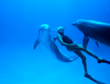 Zobacz trailer: Człowiek delfin