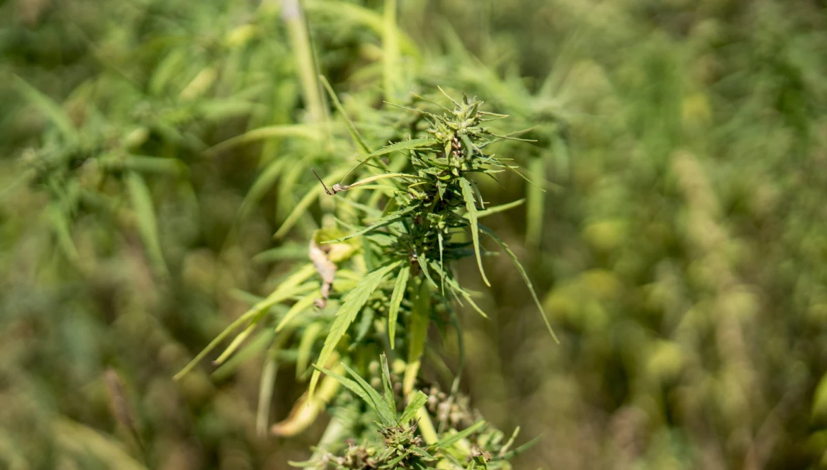 Minister ds. wydatków publicznych Francji Gerald Darmanin poinformował we wtorek w komunikacie, że 8 sierpnia zatrzymano Polaka przemycającego w półciężarówce ponad 500 kg sproszkowanych konopi; w poniedziałek skazano go na trzy lata więzienia i 2,6 mln euro kary celnej.