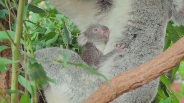 Ten uroczy malutki koala roztopił serca ludzi na całym świecie. Sfilmowano go po tym, jak pierwszy raz opuścił torbę mamy. "Misie" mieszkają w Australii. Małe koale pozostają z mamami przez rok, podczas którego uczą się podstawowych umiejętności życiowych, takich jak wspinaczka, pielęgnacja i znajdowanie najlepszych liści eukaliptusa.