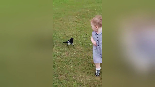 Oto zabawny moment, w którym sroka ścigała malucha. Psotny ptak nagle polubił małą dziewczynkę i biegał za nią przez kilka minut.