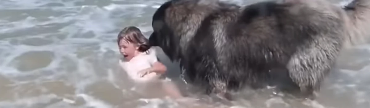 Serca francuskich internautów podbił niezwykle wzruszający i zabawny filmik wakacyjny. Duży pies myśli, że wnuczka jego właścicieli topi się w morzu, bo bawiącą się dziewczynkę zalewają fale – i natychmiast postanawia ją ratować.