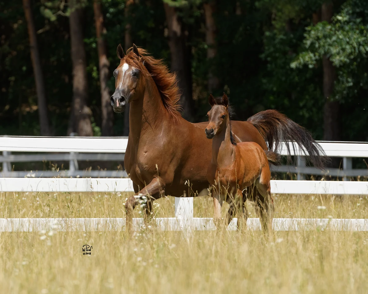 Od 7 do 9 września 2018 roku, w sercu Małopolski, w Michałowicach pod Krakowem na terenie malowniczo położonego Klubu Jazdy Konnej „Szary” odbędą się: III Krakowski Pokaz Koni Arabskich (impreza afiliowana przez Europejską Organizację Konia Arabskiego ECAHO – C-International) oraz Aukcja Koni Arabskich.