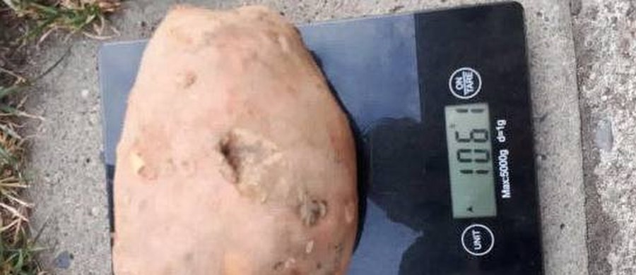 ​Upalna pogoda przysłużyła się działkowcom. Ci, którzy zadbali o nawodnienie mogą cieszyć się w tym roku rekordowymi okazami. Na Pomorzu Zachodnim można kupić kilogram ziemniaków w... jednym kawałku. U jednego z hodowców w Godzimierzu wyrósł właśnie ponad kilogramowy ziemniak. Jeszcze więcej waży ogórek wyhodowany w Szczecinku.