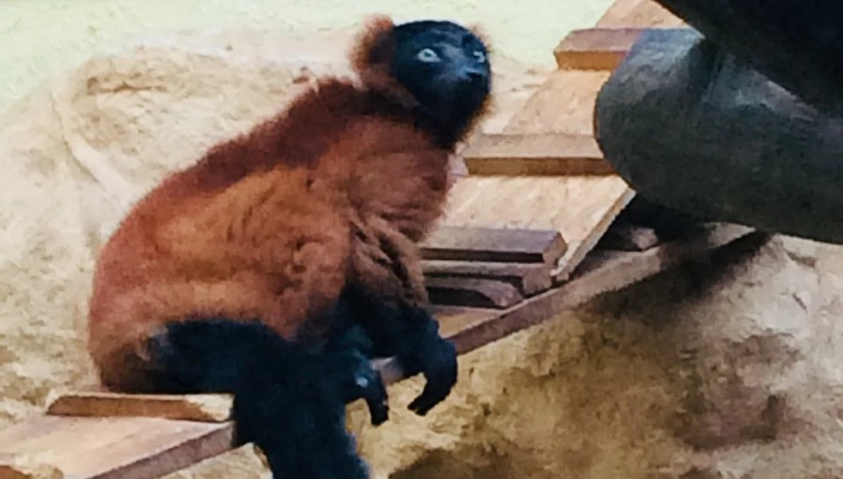 ​"Duchy Madagaskaru", czyli lemury wari z łódzkiego Ogrodu Zoologicznego, przeprowadzą się do prawdziwego apartamentu z ogrodem i własnymi wyspami. Będzie to możliwe dzięki głosom łodzian, którzy w ramach Budżetu Obywatelskiego wybrali projekt budowy nowego wybiegu dla zwierzaków.