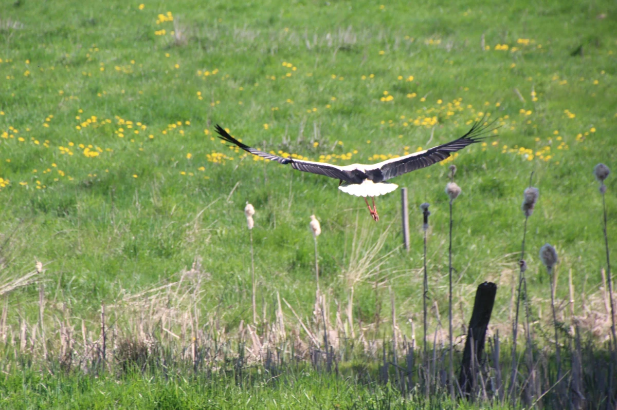 Gdy przylatują - wypatrujemy wiosny, kiedy odlatują odliczamy dni do końca wakacji. Bociany w tym roku wyjątkowo szybko wyruszyły do ciepłych krajów. Ma to związek m.in. z dobrą pogodą.