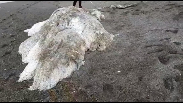 Ten tajemniczy morski stwór został wyrzucony na brzeg na wschodnim wybrzeżu Rosji. Ogromna futrzasta bestia nie ma uwydatnionej twarzy z oczami. Czy to może być jakieś starożytne stworzenie? Może na to pytanie odpowiedzą naukowcy.