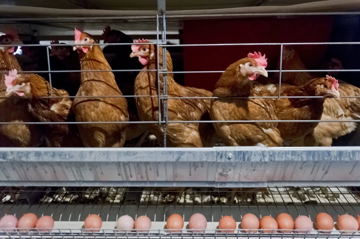 Pożar w gospodarstwie rolnym przy ul. Szwedzkiej w Kościelnej Wsi w Wielkopolsce. Doszczętnie spłonęła jedna hala, a w niej blisko 18 tysięcy kur.