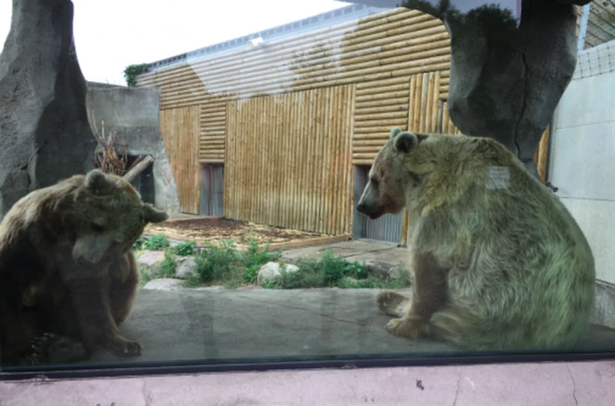 Afera niedźwiedzicy Kiwi, która grała główną rolę w sławnym francusko-amerykańskim filmie "Niedźwiadek" Jean-Jacquesa Annauda. Internauci wykryli, że zaczęła ona cierpieć na zaburzenia, bo jest od 28 lat zamknięta na niewielkim wybiegu zoo w Dunkierce we Francji. Po fali protestów jej warunki bytowe mają się polepszyć.