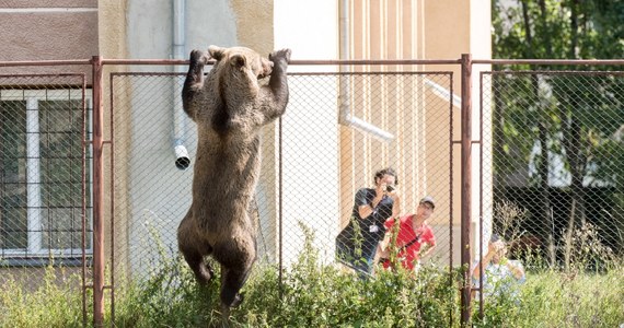 Niedźwiedź brunatny terroryzował mieszkańców Miercurea Ciuc, miasteczka położonego w środkowej Rumunii. W obawie o bezpieczeństwo wezwano myśliwego, który zastrzelił niedźwiedzia. Śmiertelny strzał padł w chwili, kiedy zwierzę próbowało przedostać się przez ogrodzenie na teren szkoły. 