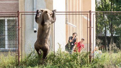 Zabił kozę, próbował wtargnąć do szkoły. Niedźwiedź-terrorysta zastrzelony