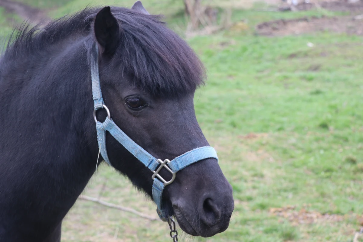 Fałszywy weterynarz przez prawie rok szczepił na Śląsku zwierzęta. Teraz policja z Zabrza szuka osób, które zostały przez niego oszukane. Śledczy sprawdzają też, co stało się z nielegalnie szczepionymi zwierzętami.