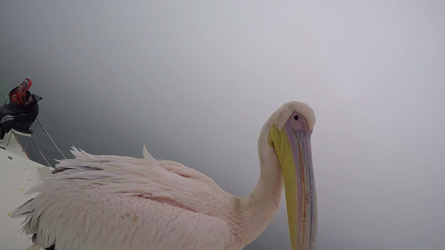 Fotograf spotkał pelikana, któremu chciał bardzo zrobić zdjęcie. Kiedy tylko zbliżył aparat bliżej, stało się to... Musicie to zobaczyć!