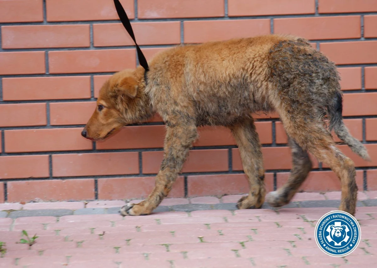 Policja zaostrzyła zarzuty dwóm kobietom, które w połowie sierpnia, w okolicach Góry Kalwarii próbowały utopić szczeniaka w worku, a wcześniej po nim skakały. Matka i córka mają odpowiedzieć za usiłowanie uśmiercenia zwierzęcia ze szczególnym okrucieństwem. Grozi im nawet 5 lat więzienia.