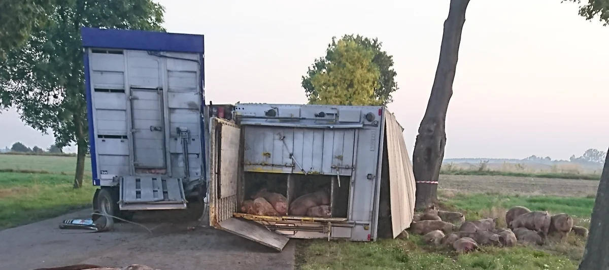 Wypadek ciężarówki przewożącej świnie w miejscowości Dęba-Majstry w powiecie piotrkowskim (woj. łódzkie). Informację o tym zdarzeniu dostaliśmy na Gorącą Linię RMF FM. 
