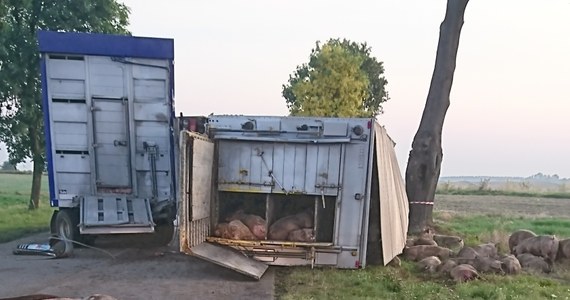 Wypadek ciężarówki przewożącej świnie w miejscowości Dęba-Majstry w powiecie piotrkowskim (woj. łódzkie). Informację o tym zdarzeniu dostaliśmy na Gorącą Linię RMF FM. 