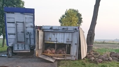 Łódzkie: Wypadek ciężarówki przewożącej świnie