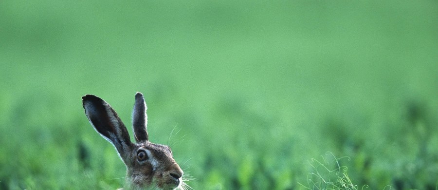 Grecki bajkopisarz Ezop miał rację: powolny żółw faktycznie może wyprzedzić szybkiego zająca, szczególnie, jeśli weźmie się pod uwagę całe jego życie. Analiza przeprowadzona przez badacza z Duke University pokazała, że z pozoru najszybsze zwierzęta okazują się w praktyce, w skali całego swojego życia... najwolniejsze. Prawidłowość ta dotyczy przy tym także niektórych maszyn, choćby samolotów. Pisze o tym w najnowszym numerze czasopismo "Scientific Reports".