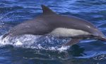 Agresywny delfin terroryzuje turystów! Denerwuje go… brak samic