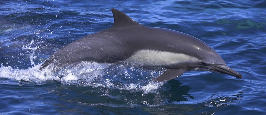 Agresywny delfin sieje postrach wśród turystów w Bretanii we Francji. Tamtejsze władze zakazały kąpieli na plażach trzech nadmorskich kurortów.