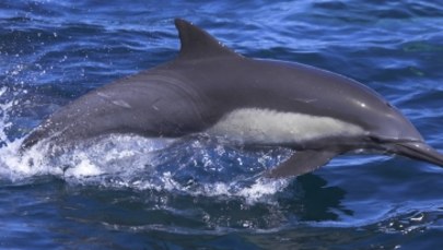 Agresywny delfin terroryzuje turystów! Denerwuje go… brak samic