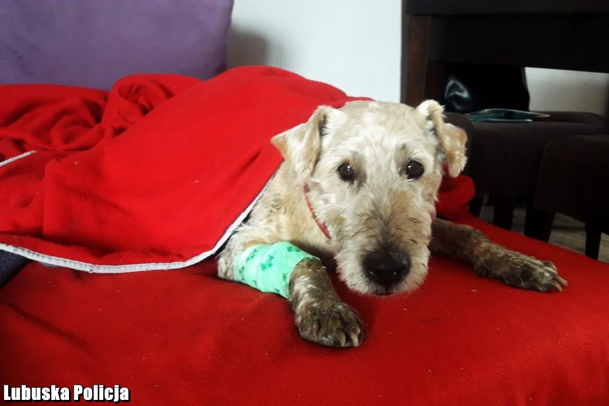 W Dobiegniewie (Lubuskie) policjanci, dzięki sygnałowi od mieszkańców, odnaleźli zaginionego psa. Zwierzę było wycieńczone. Hunter – bo tak się wabi – wrócił do właścicieli i dochodzi do siebie.