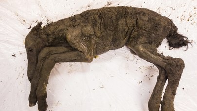 Wyjątkowe odkrycie z Jakucji.  "Może mieć nawet 40 tysięcy lat”
