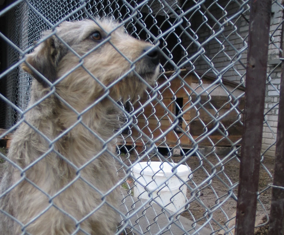 80 procent zgłoszonych spraw związanych z przestępstwami na zwierzętach kończy się umorzeniem albo odmową wszczęcia postępowania karnego - wynika z najnowszego raportu Stowarzyszenia Ekostraż i Fundacji Czarna Owca Pana Kota. Do sądu trafiają akty oskarżenia dotyczące tylko 19 procent zgłoszonych spraw. 