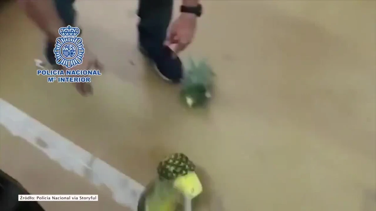 Hiszpańska policja zatrzymała siedem osób w związku z przemytem 67 kg kokainy z wydrążonych ananasach. Ładunek odkryto w stolicy kraju w sklepie MercaMadrid, w którym sprzedawane są warzywa i owoce. Narkotyki trafiły do Madrytu ze statku, który przez Portugalię płynął z Kostaryki.