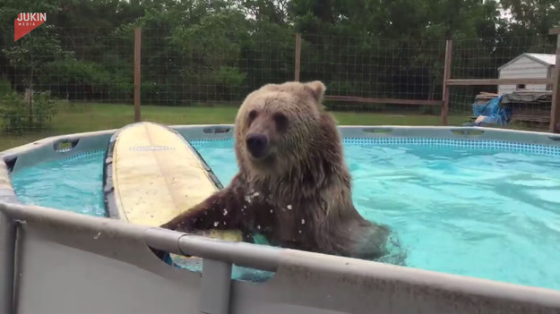Zobaczcie tego radosnego niedźwiedzia, któremu spodobała się zabawa w basenie. 