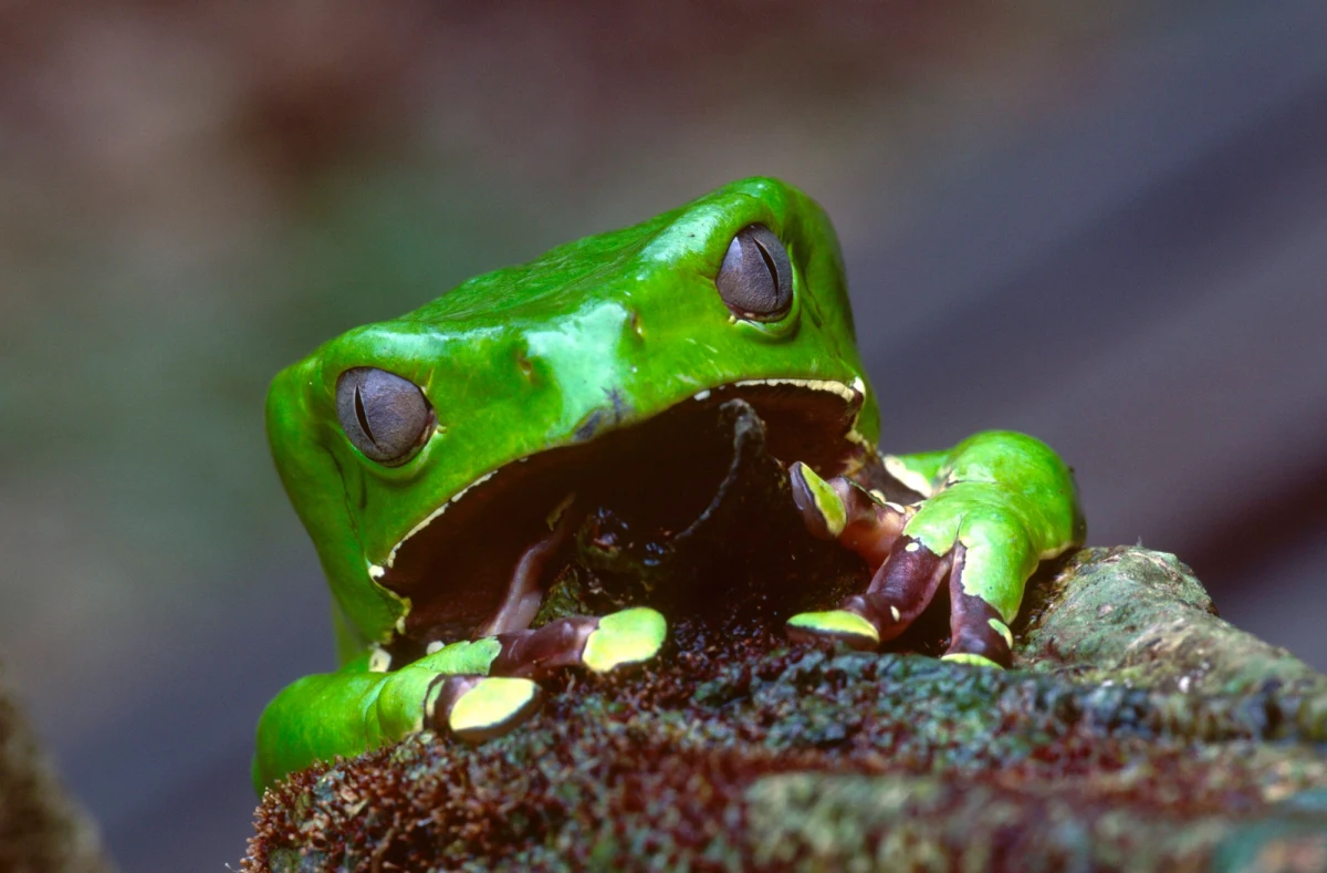 Prokuratura wznowi śledztwo w sprawie śmierci 30-letniej kobiety w czasie tak zwanej terapii kambo. Kobieta, która uczestniczyła w zabiegu oczyszczania organizmu za pomocą wydzieliny żaby z Puszczy Amazońskiej, zmarła prawie dwa lata temu w Grodzisku Mazowieckim. Do śledczych wpłynęła opinia na temat zastosowanego w czasie terapii jadu żaby. Ekspertyzę przygotował Narodowy Instytut Leków, w tym przede wszystkim badacze z Zakładu Leków Sfałszowanych i Używek. 