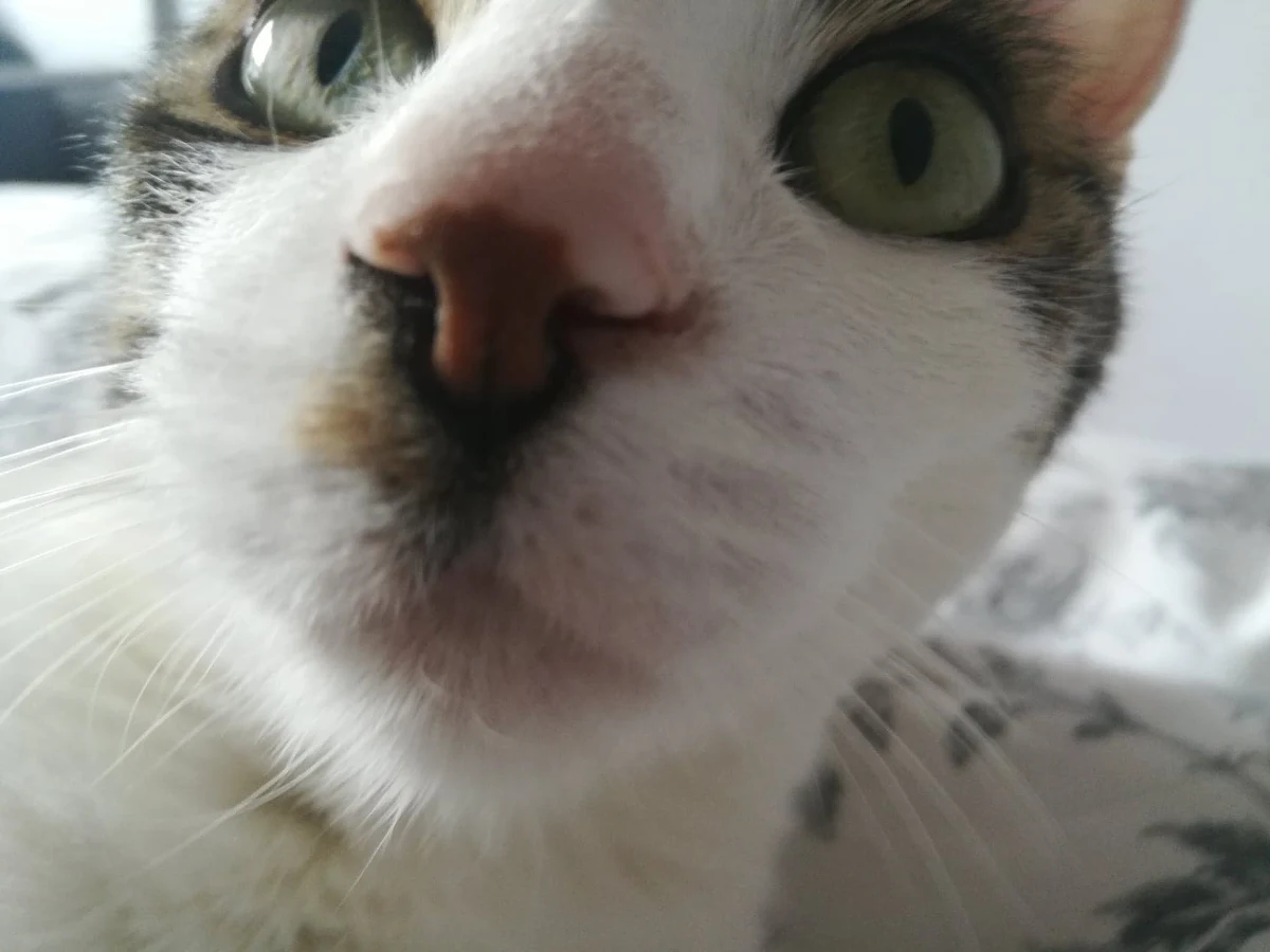 Władze miasteczka Omaui na południowym wybrzeżu Nowej Zelandii chcą wdrożyć w życie drastyczny plan ochrony rodzimych gatunków zwierząt – absolutny zakaz posiadania w domu… kota. Te żyjące teraz właściciele będą musieli obowiązkowo zarejestrować, zaczipować i wysterylizować. Po śmierci pupila, właściciel nie będzie mógł adoptować kolejnego. 