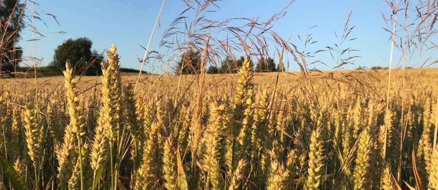 Dwóch mężczyzn zginęło w czwartek w trakcie wykonywania prac polowych w miejscowości Czarne w gminie Filipów w woj. podlaskim. Ze wstępnych ustaleń policji wynika, że 28- i 35-letni mężczyźni zostali porażeni prądem, a potem doszło do pożaru kombajnu, na którym przebywali.