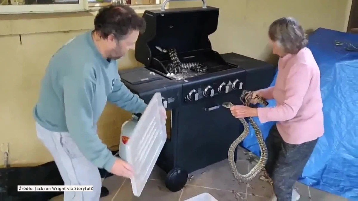81-letnia Australijka gołymi rękami wyciągnęła dwa pytony, które schowały się w grillu. Kobieta ze stoickim spokojem umieściła je w szczelnie zamkniętym pojemniku. 