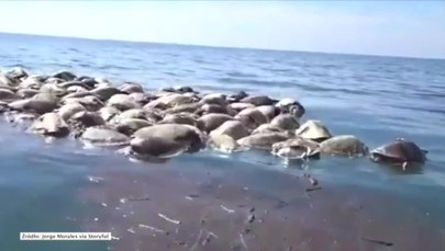 300 martwych żółwi dryfowało u wybrzeży Meksyku. Były zaplątane w rybackie sieci