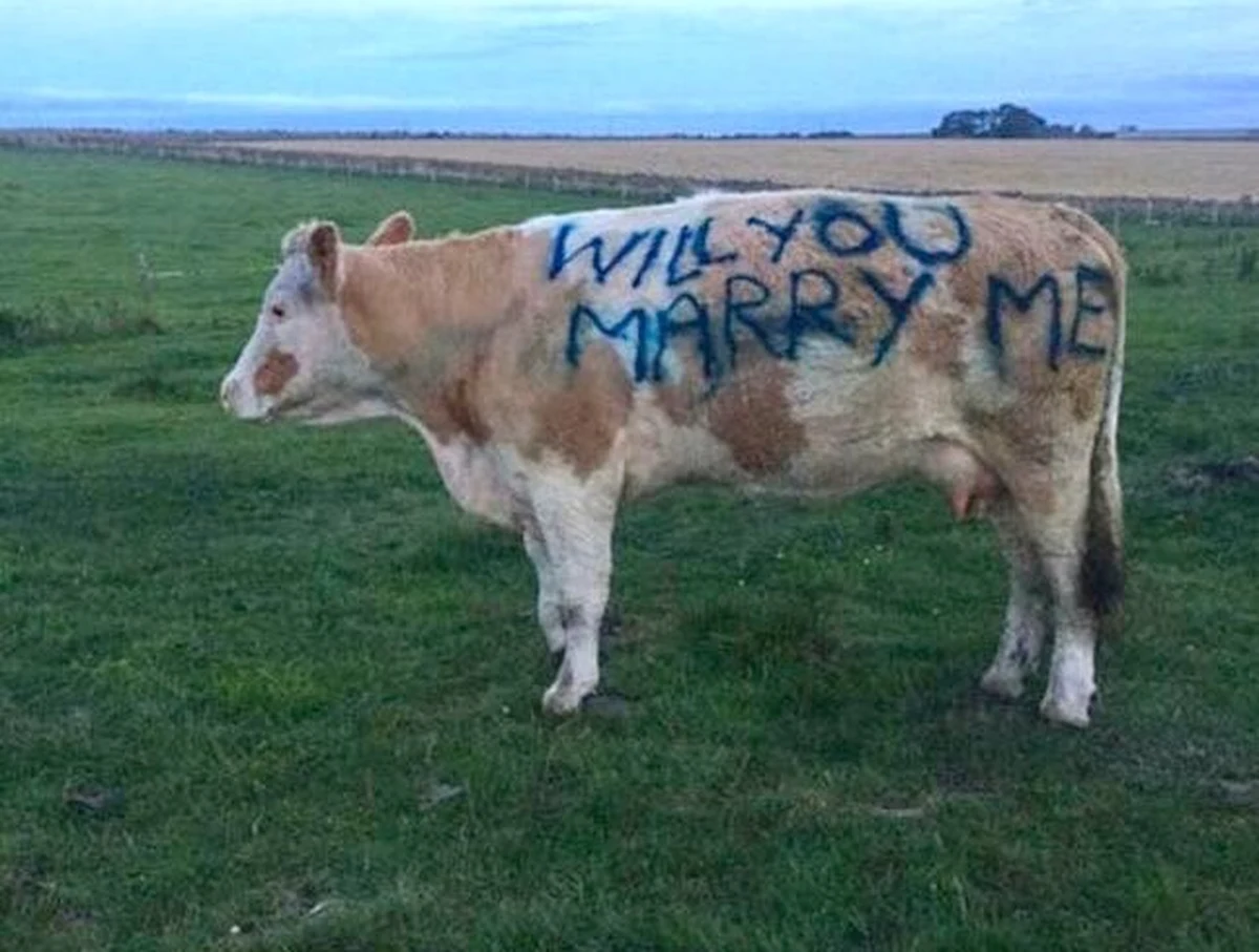 Wielu zakochanych chce, by ich zaręczyny były wyjątkowe. Dlatego osoby oświadczające się ukochanej osobie prześcigają się w pomysłach na najbardziej kreatywne zaręczyny. Jedni, kluczowe pytanie zadają w Paryżu, inny na romantycznej kolacji, a pewien rolnik ze Szkocji zrobił to na łące z pomocą swojej krowy.