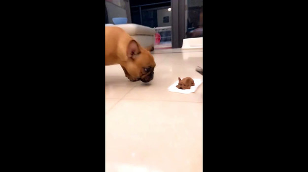 Właściciel chciał pokazać swojemu pupilowi jego miniaturową wersję z ciasta. Pies bacznie przyglądał się, dopóki wypiek nie został przekrojony na pół... Zobaczcie reakcję psa.