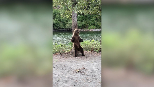 Turyści podczas wycieczki natrafili na śmieszny widok - tańczącego niedźwiedzia. Ssak chcąc ulżyć sobie i żeby się podrapać, użył do tego drzewa.