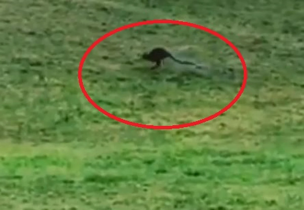 Austriacy narzekają, że ich kraj – leżący w Europie – często mylony jest z odległą o 14 000 km Australią. Teraz jeszcze trudniej będzie im tłumaczyć, że to dwie różne półkule ziemskie, jeśli ktoś spotka skaczącego po polach Górnej Austrii… kangura.