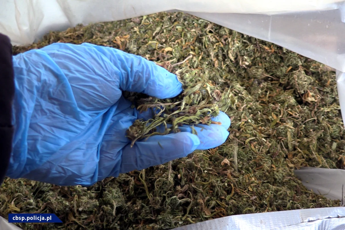 Policjanci CBŚP zlikwidowali ukryte laboratorium, w którym produkowano olej konopny zawierający THC. Zabezpieczono 430 kg suszu konopi, 20 l substancji oleistej oraz 300 l substancji niezbędnych do produkcji narkotyków. Podczas działań zatrzymano trzy osoby, w tym „chemika”. Dwie zostały tymczasowo aresztowane. Śledztwo nadzoruje Prokuratura Okręgowa w Gorzowie Wlkp. 