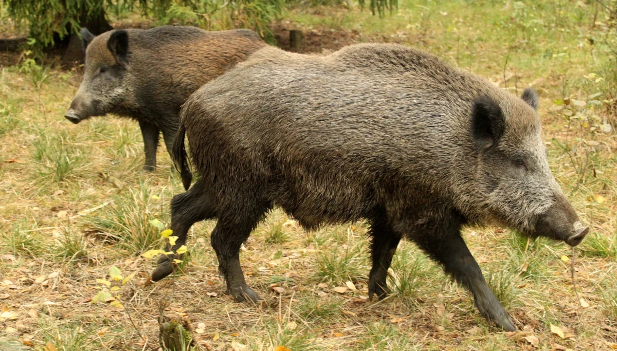 ​Będą dopłaty do odstrzelonego dzika. Jakiego rzędu będzie to pomoc - jest to obecnie wyliczane, ale będzie to wysokość rzędu kilkuset złotych od sztuki - powiedział PAP minister rolnictwa Jan Krzysztof Ardanowski.