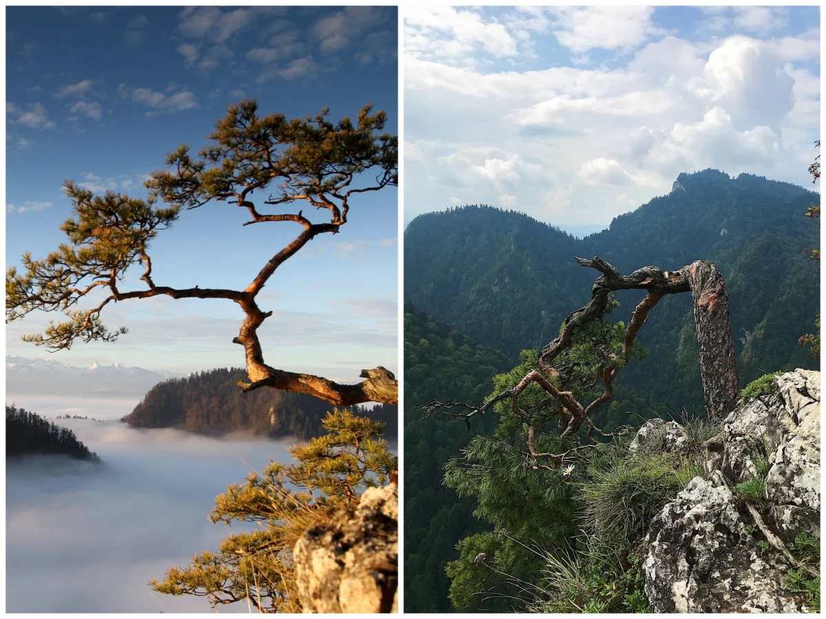 ​Zniszczona została słynna reliktowa sosna rosnąca na ścianie Sokolicy. Sosna była symbolem Pienin. 