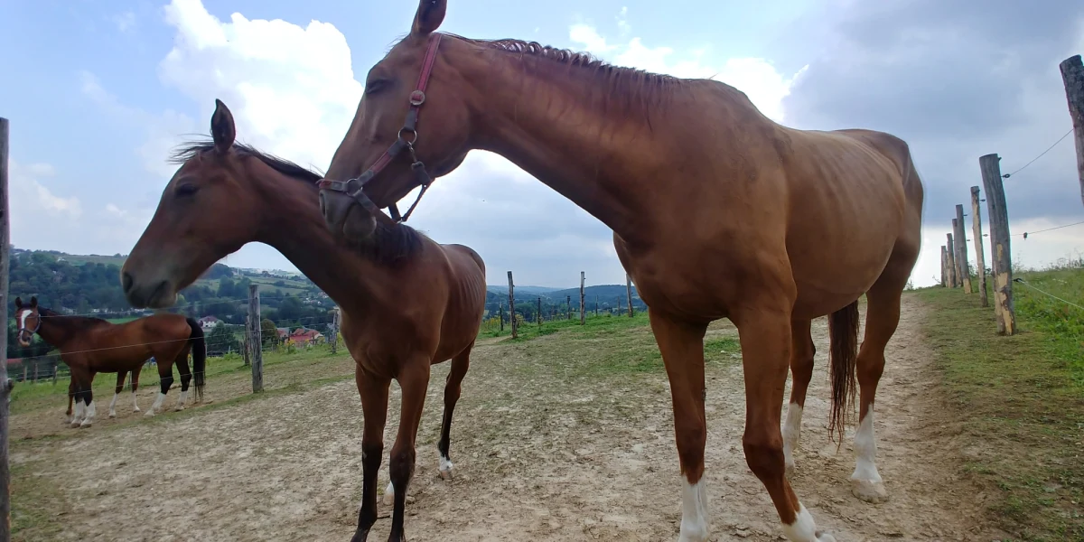 Już w ten piątek startuje III Krakowski Pokaz Koni Arabskich! W gościnnych progach Klubu Jazdy Konnej "Szary" w Michałowicach zaprezentowanych zostanie ponad 80 koni czystej krwi w wieku od 3 miesięcy do 17 lat.