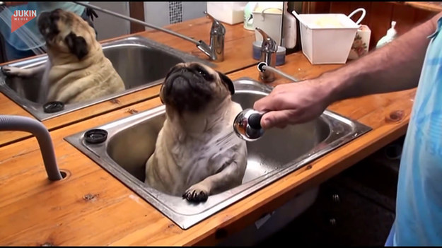 Niektóre psy nie przepadają za kąpielą. Bohater tego filmu, wręcz nie może się doczekać, kiedy właściciele znowu go wykąpią. 