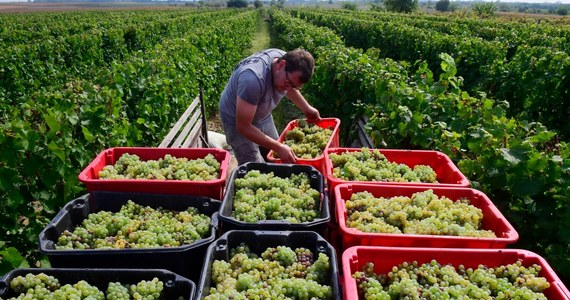 W tokajskim regionie winiarskim trwa winobranie, które w tym roku rozpoczęło się wyjątkowo wcześnie. We wsi Tarcal niemal wszędzie zebrano już część gron, chociaż owoce na najsłynniejsze tutejsze wino – aszu – będą gotowe do zerwania dopiero późną jesienią. "Zwykle zaczynamy winobranie po 20 września, ale w tym roku z powodu pogody – wiosna była bardzo sucha i ciepła, więc winogrona bardzo szybko się rozwijały – zaczęliśmy 3 września" – powiedział szef upraw winorośli i winiarz w wytwórni Kiralyudvar Szabolcs Juhasz.