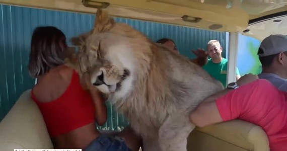 Choć z natury jest drapieżnikiem, ten lew zamieszkujący park safari na Krymie jest wyjątkowo przyjazny. Turystów wita łasząc się do nich, przytulając i obdarowując mokrymi kocimi całusami. Dowód? Jedna z turystek zachwycona przyjaznym kotem nagrała film, jak lew wskakuje na obwożący zwiedzających po parku meleks. Na filmie widać jak kierowcy - treserowi trudno jest wyprosić zwierzę z wozu.