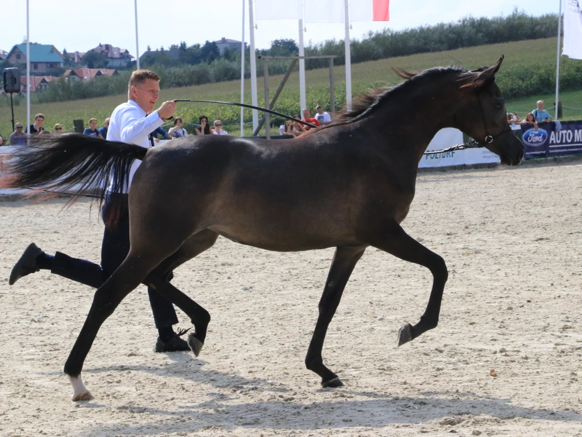 W małopolskich Michałowicach trwa III Krakowski Pokaz Koni Arabskich. Do ośrodka KJK „Szary” zjechały piękne konie czystej krwi arabskiej. W sobotę zostali wyłonieni zwycięzcy w kilku kategoriach: klacze 4-6-letnie oraz 7-letnie i starsze, a także ogiery 4-6-letnie oraz 7-letnie i starsze. W niedzielę zostanie z kolei przeprowadzona aukcja.