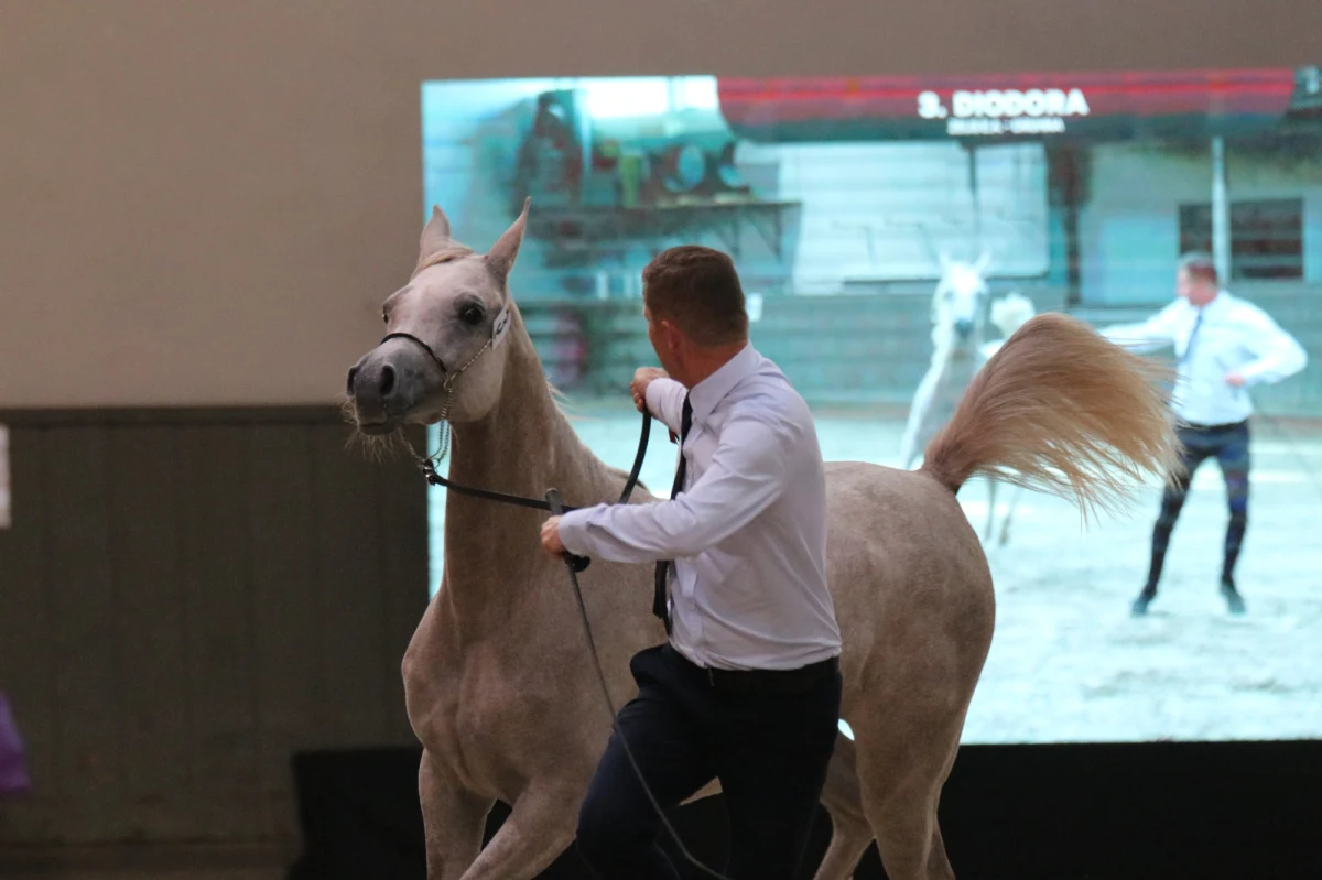 "Rynek jest bardzo trudny i doskonale zdawaliśmy sobie sprawę z tego, że nie było łatwo. Ta oferta była bardzo przemyślana. Wydaje nam się, że zrobiliśmy wszystko, żeby zainteresować klientów polskimi końmi” – podsumowała III Krakowski Pokaz Koni Arabskich Anna Stojanowska, organizatorka.